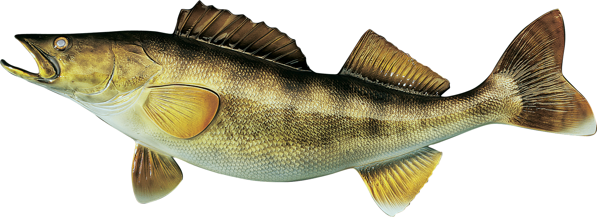 Cabela's Freshwater Fish Mount Replica Walleye Bass Pro Shops